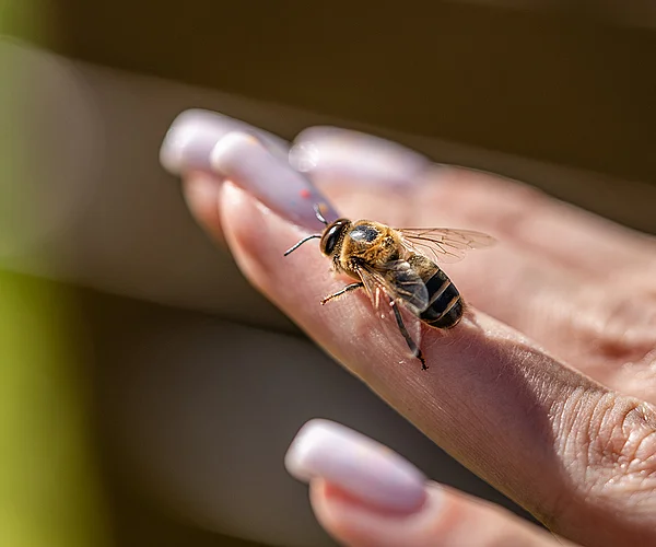 Unsere Carnica-Bienen