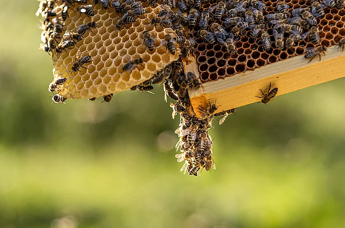 Honig mit Trüffel 130g